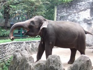 Sumatran Elephant 