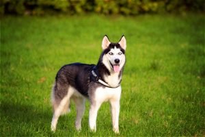 Top Interesting Facts about your Dog you didn't know