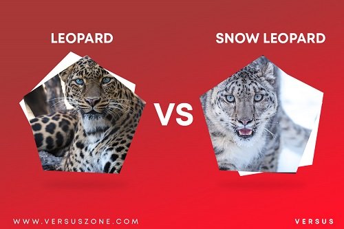Leopard VS Snow Leopard / Difference between Leopard and Snow Leopard
